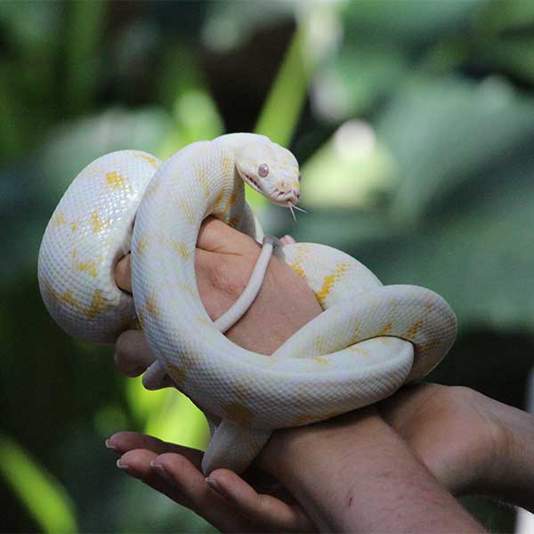albino snake cairns zoom wildlife dome